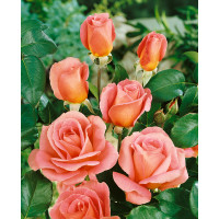 Rosa ´Tiffany´ / Růže čajohybrid růžová, keř, BK