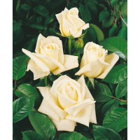 Rosa ´White weekend´ / Růže čajohybrid bílá, keř, BK
