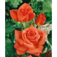 Rosa ´Monica´ / Růže čajohybrid oranžovočervená, keř, BK