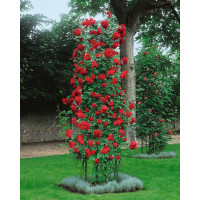 Rosa ´Clg. Paul Scarlet´ / Růže popínavá červená, keř, BK