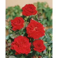 Rosa ´Clg. Don Juan´ / Růže popínavá červená, keř, BK