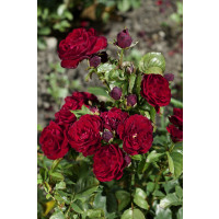 Rosa ´Lavaglut´ / Růže mnohokvětá červená, keř, BK