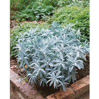 Artemisia ludoviciana 'Valerie Finn' / Pelyněk , K11