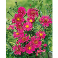 Aster novi-belgii 'Royal Ruby' / Astra novobelgická , K9