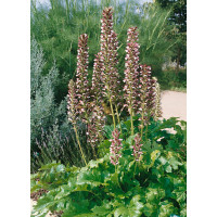 Acanthus hungaricus / Paznehtník uherský, K9