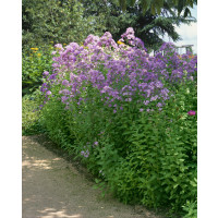 Campanula lactiflora ´Loddon Anna´ / Zvonek širokolistý, C1,5
