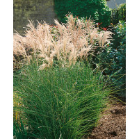 Miscanthus sinensis ´Kleine Fontäne´ / Ozdobnice čínská, K11