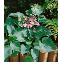 Hosta ´Blue Cadet´ / Bohyška / Funkie, K9