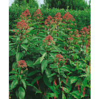 Eupatorium maculatum 'Atropurpureum' / Konopáč skvrnitý, C1