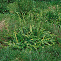 Blechnum spicant / Rebrovka různolistá , K9