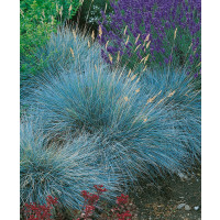 Festuca glauca ´Elijah Blue´ / Kostřava modrá, K9