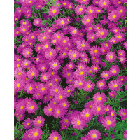 Aster dumosus 'Kassel' / Astra , K9