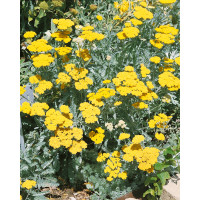 Achillea hybride ´Moonshine´ / Řebříček, K9