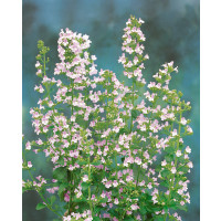 Calamintha nepeta ssp. Nepeta / Marulka šantovitá, K9