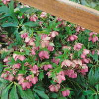 Helleborus orientalis ´Ballard Hybrids´ / Čemeřice východní, K9