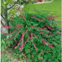 Dicentra spectabilis ´Rose´ / Srdcovka nádherná tmavě růžová, K14