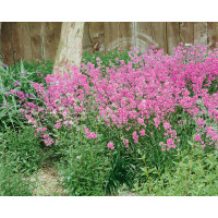 Lychnis viscaria ´Splendens´ / Smolnička obecná, K9