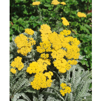 Achillea hybride ´Moonshine´ / Řebříček, K9