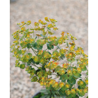 Euphorbia amygdaloides ´Robbiae´ / Pryšec mandloňovitý, C1,5
