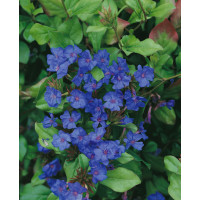 Ceratostigma plumbaginoides / Rohoblizeň olověncovitá, K9