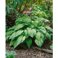 Hosta fortunei ´Albopicta´ / Funkie / Bohyška, K14