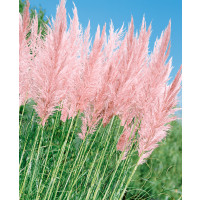 Cortaderia sell. 'Pink Feather' / Kortadérie / Pampas dvoudomý růžový , K9