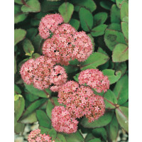 Sedum Hybriden ´Matrona´ / Rozchodník, K9