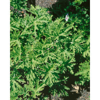 Pelargonium citr. ´Moskito Schocker´ / Muškát odpuzující komáry, bal. 3 ks, 3xK7