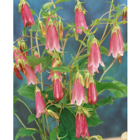 Campanula punctata ´Elizabeth´ / Zvonek tečkovaný, K9