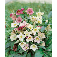 Helleborus orientalis ´Ballard Hybrids´ / Čemeřice východní, K9