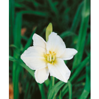 Hemerocallis 'Gentle Shepherd' / Denivka, K13