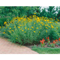 Achillea filipendulina ´Parker´s Variety´ / Řebříček tužebníkový , K9