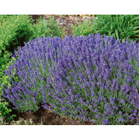 Lavandula angustifolia ´Hidcote Blue´ / Levandule úzkolistá, pack 10 ks