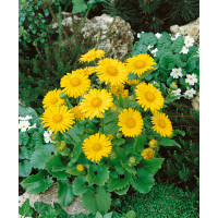 Doronicum orientale ´Little Leo´ / Kamzičník východní, K9