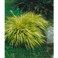 Hakonechloa macra ´Aureola´ / Rákosovka velká, K9