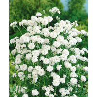 Achillea ptarmica ´The Pearl´ / Řebříček bertrám, K9