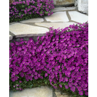 Aubrieta hybrid ´Royal Red´ / Tařička zahradní, K9