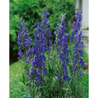 Aconitum napellus / Oměj šalamounek , K9