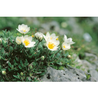 Dryas octopetala / Driátka osmiplátečná , K9