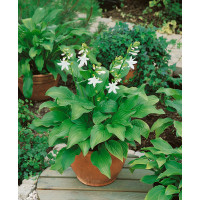 Hosta ´Royal Standard´ / Bohyška / Funkie, C1