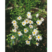 Aster pringlei ´Monte Cassino´ / Hvězdnice bílá / Astra, K11