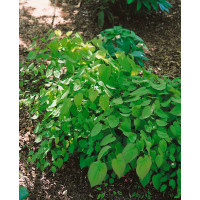 Epimedium youngianum ´Roseum´ / Škornice růžová, K9