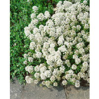 Iberis sempervirens ´Snowflake´ / Štěničník vždyzelený / Iberka, K9