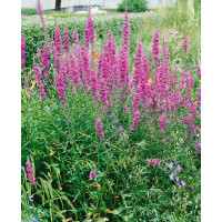 Lythrum virgatum ´Dropmore Purple´ / Kyprej prutnatý, C1,5