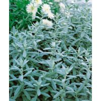 Artemisia absinthium 'Lambrook Silver' / Pelyněk pravý, absint , K9