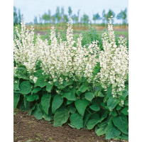 Salvia sclarea var. Turkestanica / Šalvěj muškátová, K9