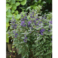 Caryopteris cland. ´Grand Blue´ / Ořechoplodec clandonský, 30-40 cm, C2