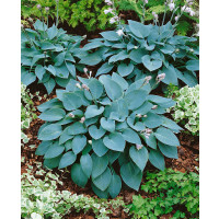 Hosta tardiana ´Halcyon´ / Bohyška / Funkie, C1