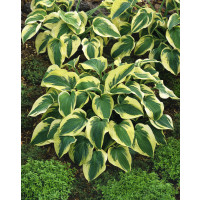 Hosta 'Mama Mia' / Funkia , C2