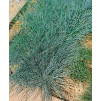 Festuca cinerea ´Azurit´ / Kostřava popelavá, K9
